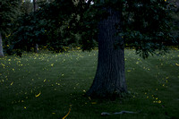 Fireflies of Bennet Park