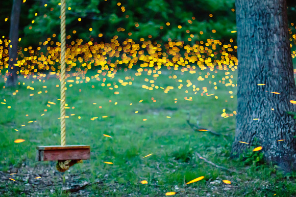 Fireflies by the Rope Swing