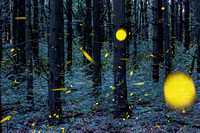 Fireflies of Woldumar