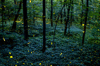 Fireflies of Fitzgerald