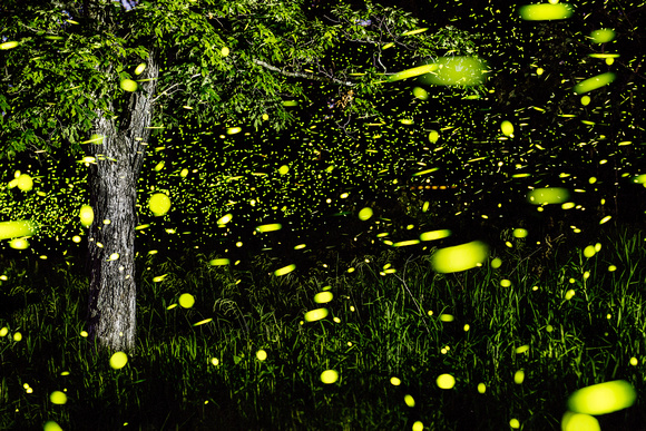 Fireflies & Tree