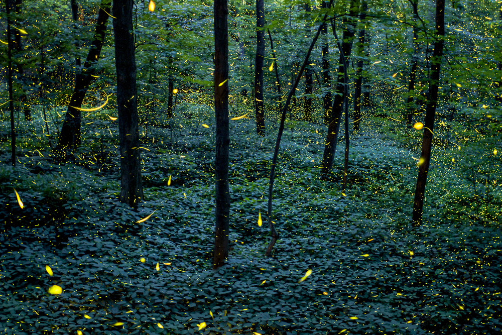 Fireflies of Fitzgerald - Grand Ledge, MI