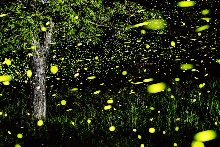 Fireflies of the Ozarks