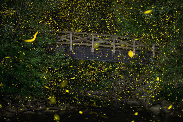 Fireflies of Bennett Park