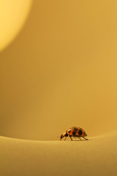 Ladybug in the Lamp