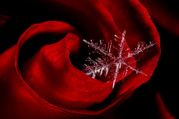 Snowflake on a Rose