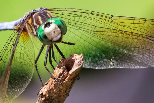 Happy Legless Dragonfly