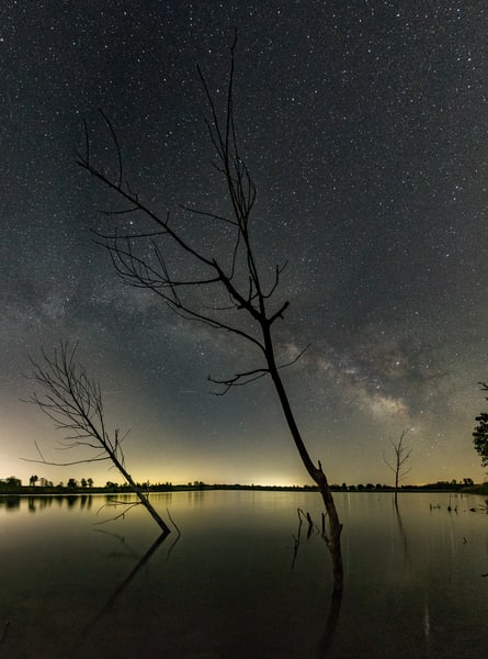 Three Trees of Crandell Lake