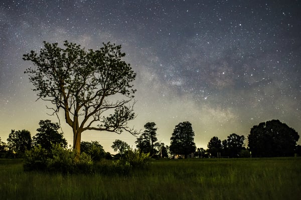Crandell Tree & Milky Way Rising