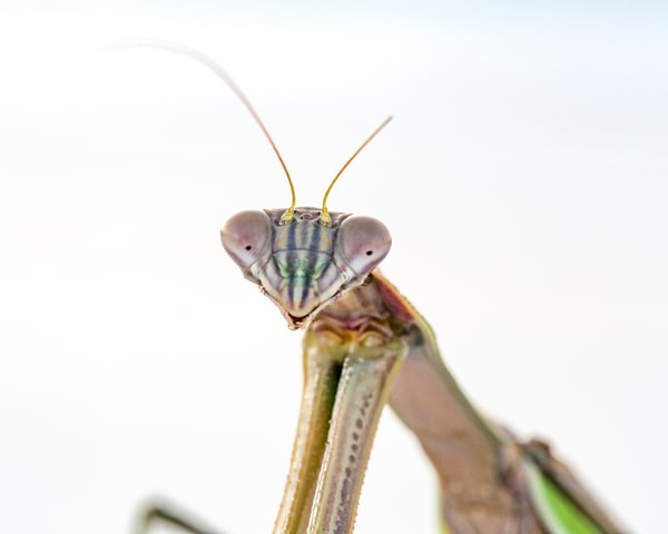 10 Mantis