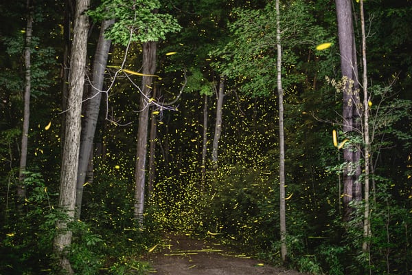 Firefly Time-Lapse at Camp Francis