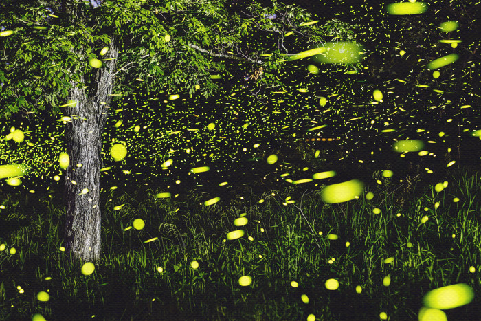 Fireflies of the Ozarks