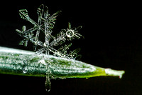Snowflakes on Pine Needle