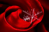 Snowflake on a Rose