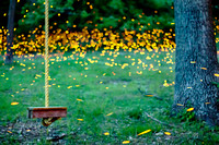 Fireflies by the Rope Swing