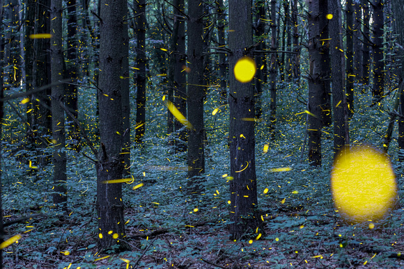 Fireflies of Woldumar