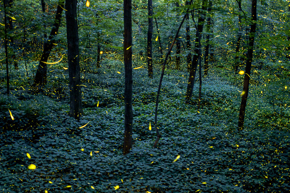 Fireflies of Fitzgerald
