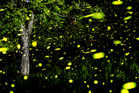 Fireflies & Tree