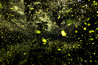 Fireflies in the Creek