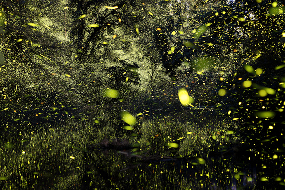 Fireflies in the Creek